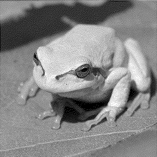 dithered frogge